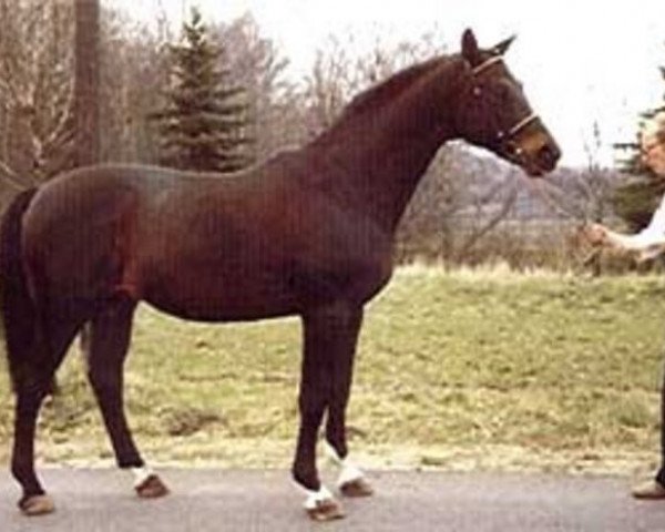 stallion Erlkönig (Trakehner, 1972, from Schwalbenflug)