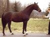 stallion Erlkönig (Trakehner, 1972, from Schwalbenflug)