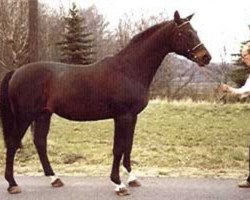 Deckhengst Erlkönig (Trakehner, 1972, von Schwalbenflug)