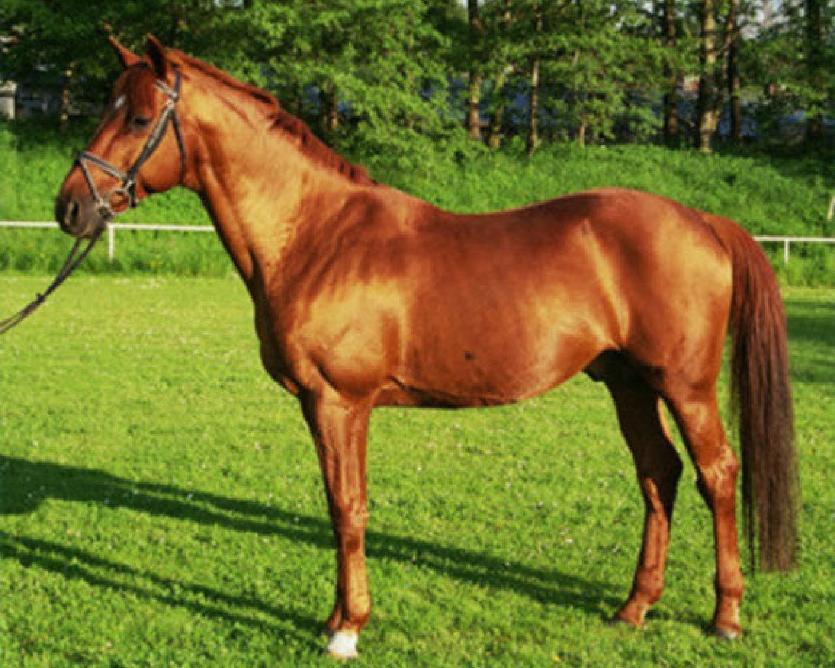 Deckhengst Ostermond (Trakehner, 1985, von Atreus 3206)