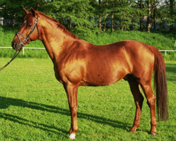 stallion Ostermond (Trakehner, 1985, from Atreus)