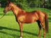 stallion Ostermond (Trakehner, 1985, from Atreus)