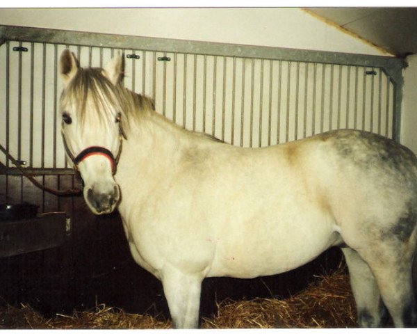 stallion Limbo xx (Thoroughbred, 1975, from Pentathlon xx)