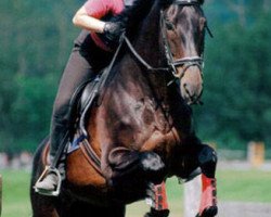 broodmare Tamora (Trakehner, 1987, from Swazi xx)