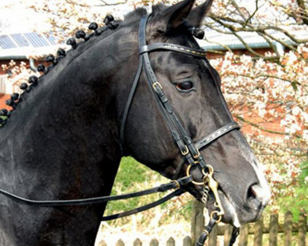 stallion Tabaluga (Trakehner, 1993, from Balzflug)