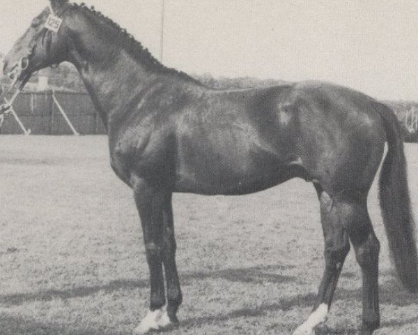 stallion Summerday xx (Thoroughbred, 1971, from Sunrise County xx)