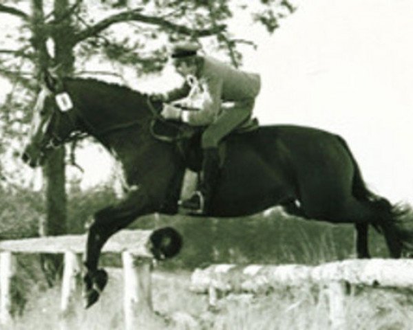 stallion Cornelius (Trakehner, 1969, from Donauwind)