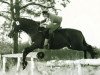 stallion Cornelius (Trakehner, 1969, from Donauwind)