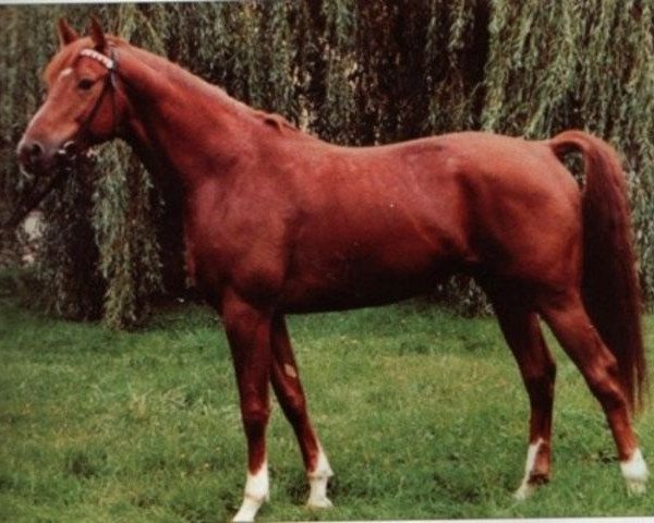 stallion Orsini (Trakehner, 1984, from Vers II)