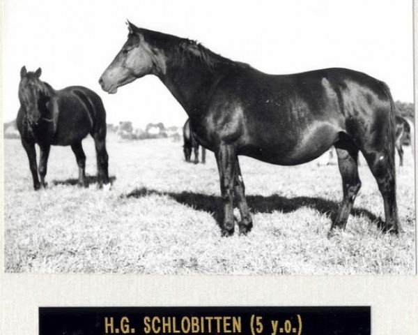 broodmare Schlobitten (Trakehner, 1968, from Malachit)