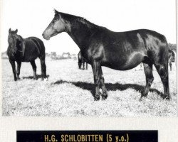 Zuchtstute Schlobitten (Trakehner, 1968, von Malachit)