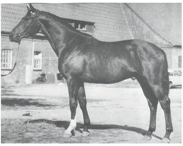 stallion Schiwago (Trakehner, 1974, from Tannenberg)