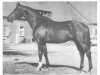 stallion Schiwago (Trakehner, 1974, from Tannenberg)