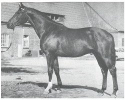 stallion Schiwago (Trakehner, 1974, from Tannenberg)