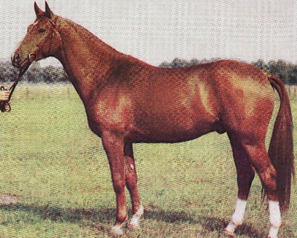 Deckhengst Goldregen II 1443 (Trakehner, 1982, von Altan II 1378)
