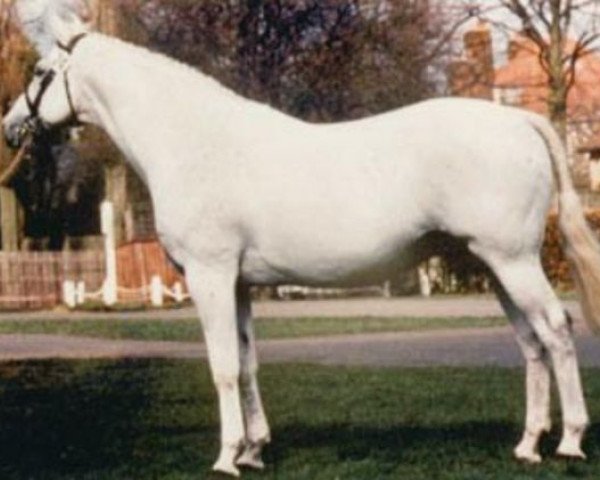 stallion Kuwait Beach xx (Thoroughbred, 1980, from Grey Dawn xx)