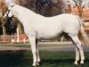 stallion Kuwait Beach xx (Thoroughbred, 1980, from Grey Dawn xx)