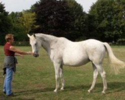 broodmare Ritzy Pitzy xx (Thoroughbred, 1987, from Kuwait Beach xx)