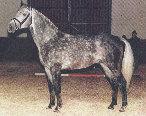 stallion Pandur AA (Anglo-Arabs, 1978, from Präfectus xx)