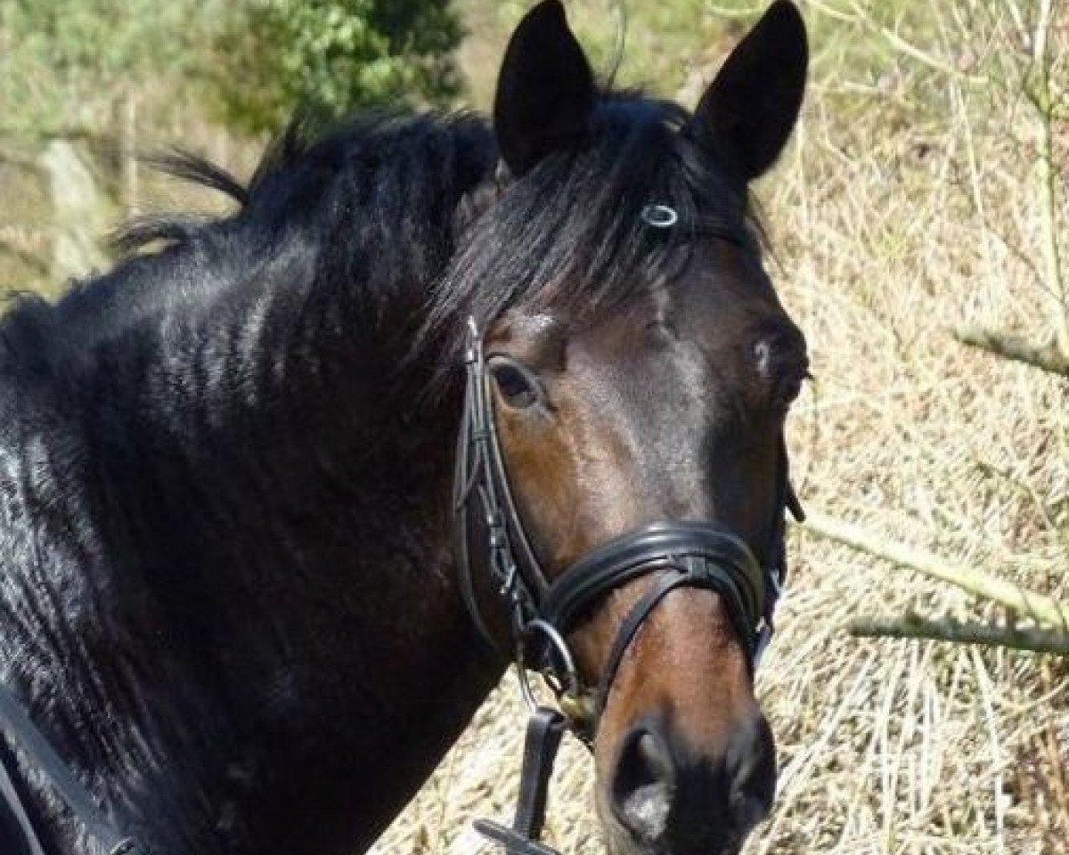 Deckhengst Part of the Game M (Trakehner, 2006, von Hofrat)