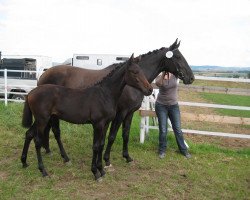 broodmare New Darling L (Holsteiner, 2007, from New Time)