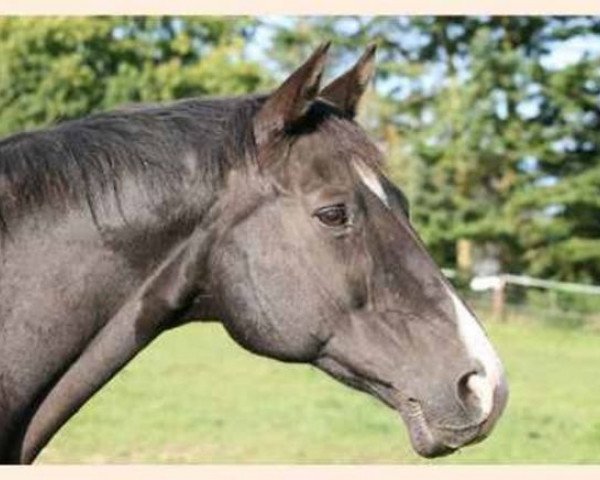 broodmare Schneewittchen V (Trakehner, 1990, from Graffitti)