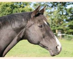 broodmare Schneewittchen V (Trakehner, 1990, from Graffitti)