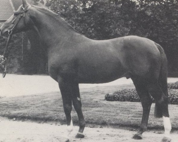 Pferd Attache (Hannoveraner, 1979, von Artwig)