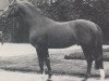 stallion Attache (Hanoverian, 1979, from Artwig)