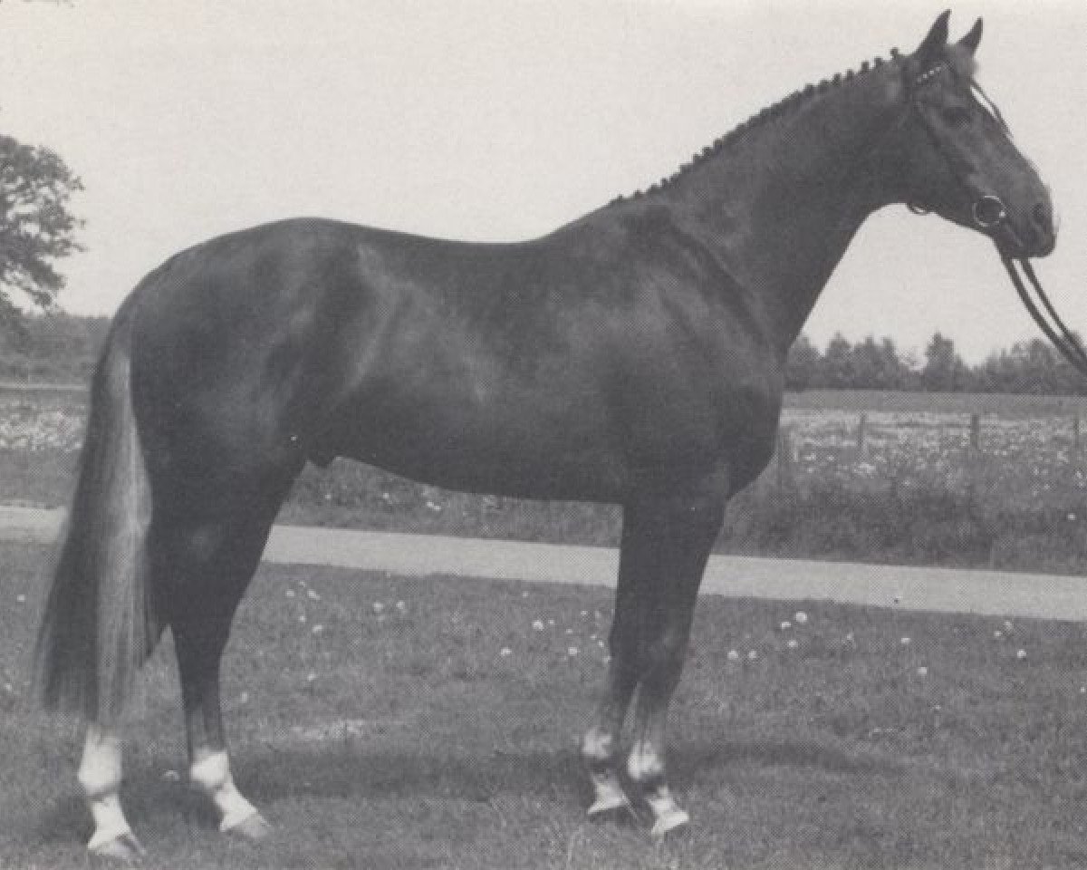 stallion Attraktiv (Westphalian, 1986, from Attache)