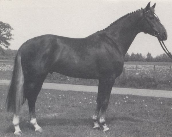 stallion Attraktiv (Westphalian, 1986, from Attache)