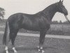 stallion Attraktiv (Westphalian, 1986, from Attache)