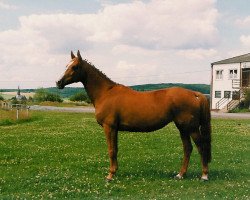 broodmare Arabell (Hanoverian, 1984, from Aristokrat)