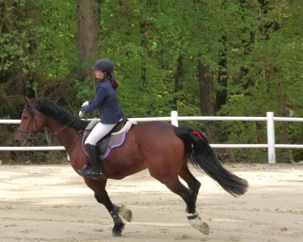 Reitturnier Losheim am See 2022