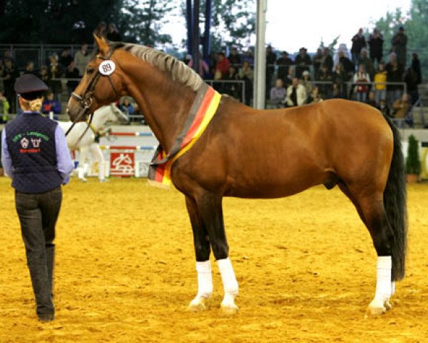 stallion Gralshüter (Hanoverian, 1990, from Gralsritter)