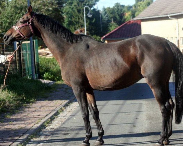 broodmare Indian Lady II (Trakehner, 1992, from Rondo Veneziano)