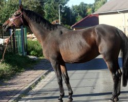 Zuchtstute Indian Lady II (Trakehner, 1992, von Rondo Veneziano)