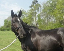 dressage horse Ronja B 2 (Hanoverian, 2007, from Rotspon)