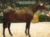 stallion Rondo Veneziano (Trakehner, 1988, from Mackensen)