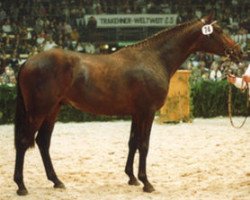 stallion Rondo Veneziano (Trakehner, 1988, from Mackensen)