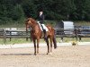 dressage horse Domingo 576 (Westphalian, 2002, from Douceur)