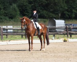 dressage horse Domingo 576 (Westphalian, 2002, from Douceur)