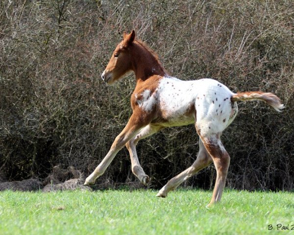 broodmare Gardaia (Knabstrupper, 2013, from Svante af Hestedale)