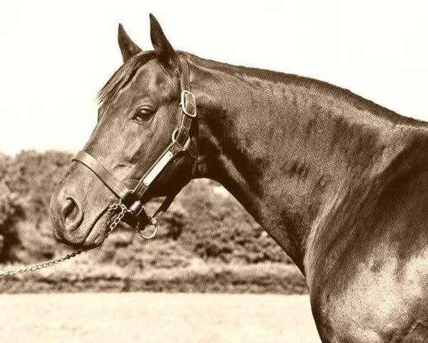 stallion Ambiorix xx (Thoroughbred, 1946, from Tourbillon xx)