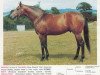 stallion Ragusa xx (Thoroughbred, 1960, from Ribot xx)