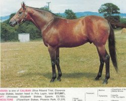 stallion Ragusa xx (Thoroughbred, 1960, from Ribot xx)