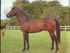 stallion Ballymore xx (Thoroughbred, 1969, from Ragusa xx)
