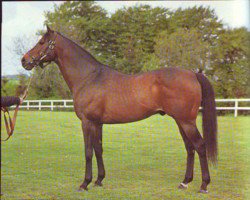 stallion Ballymore xx (Thoroughbred, 1969, from Ragusa xx)