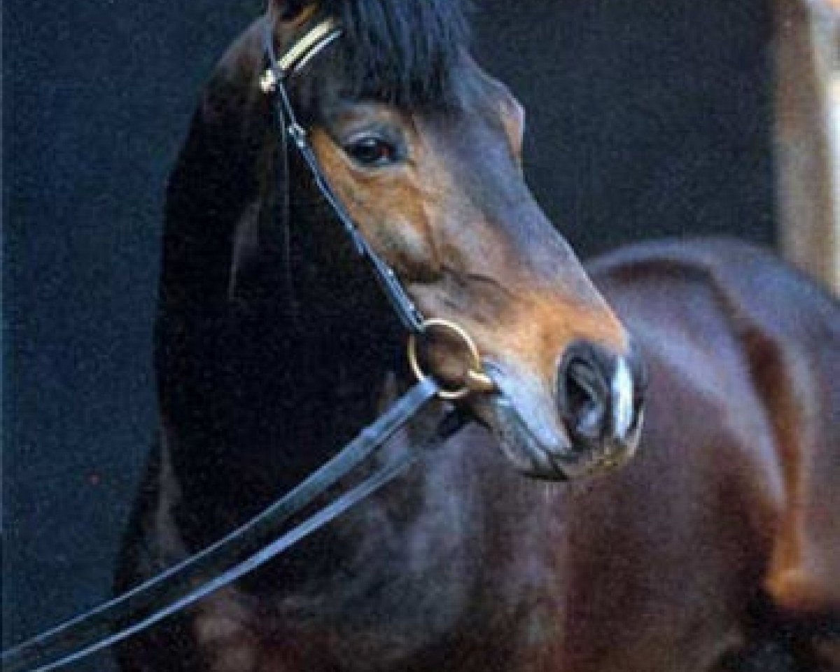 Deckhengst Shannon (Trakehner, 1983, von Tenor)
