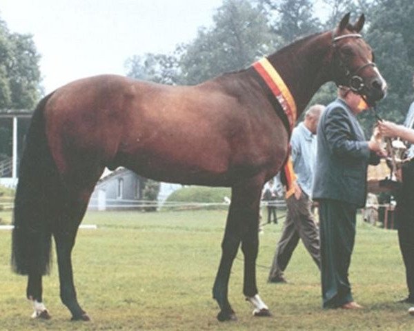 stallion Dorpas AA (Anglo-Arabs, 1984, from Don Pedro xx)